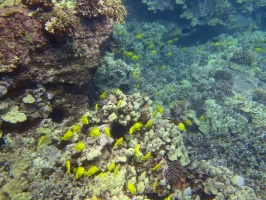 92  Yellow Tang IMG 2631